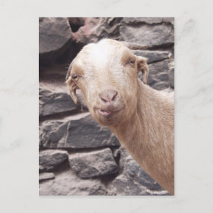 Funny Goat Briefkaart