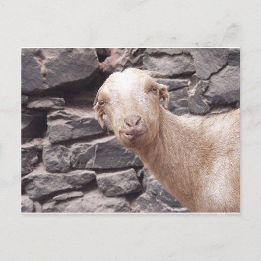 Funny Goat Briefkaart (Voorkant)