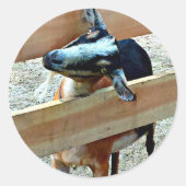 Funny Goat - Datablad of Stickers (Voorkant)