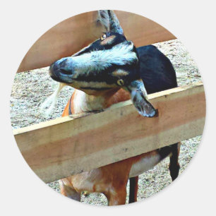 Funny Goat - Datablad of Stickers