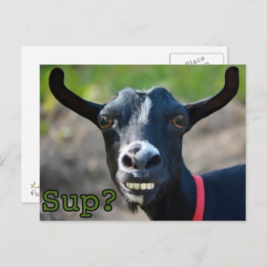 Funny Goat Meme glimlachend groot Briefkaart (Voorkant / Achterkant)