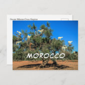 Funny Goats in Trees Marokko Souvenir Briefkaart (Voorkant / Achterkant)