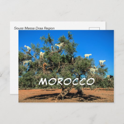 Funny Goats in Trees Marokko Souvenir Briefkaart (Voorkant / Achterkant)