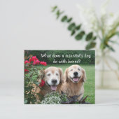 Funny Golden Retriever Barium Scientist Joke Briefkaart (Staand voorkant)