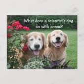 Funny Golden Retriever Barium Scientist Joke Briefkaart (Voorkant)