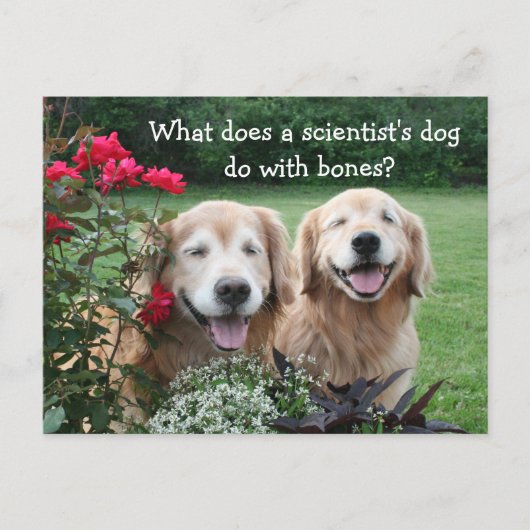 Funny Golden Retriever Barium Scientist Joke Briefkaart (Voorkant)