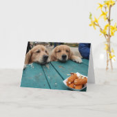 Funny Golden Retriever Dogs Birthday Wishes Kaart (Gele Bloem)