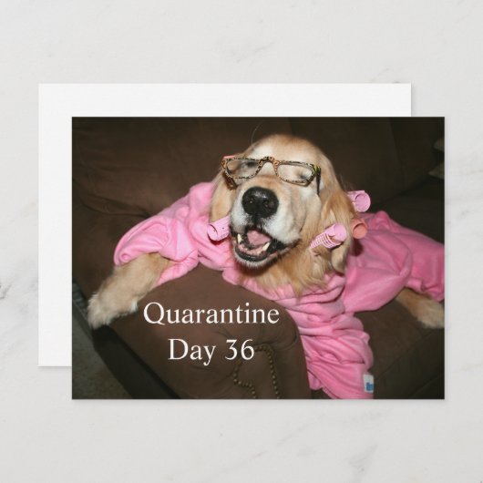 Funny Golden Retriever in Robe Quarantine Joke Briefkaart (Voorkant / Achterkant)