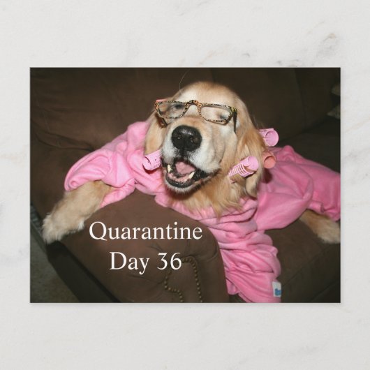 Funny Golden Retriever in Robe Quarantine Joke Briefkaart (Voorkant)