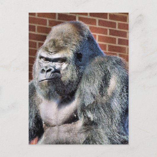 FUNNY GORILLA BRIEFKAART (Voorkant)