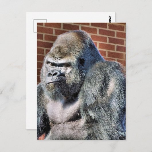 FUNNY GORILLA BRIEFKAART (Voorkant / Achterkant)
