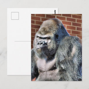 FUNNY GORILLA BRIEFKAART