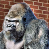 FUNNY GORILLA BRIEFKAART