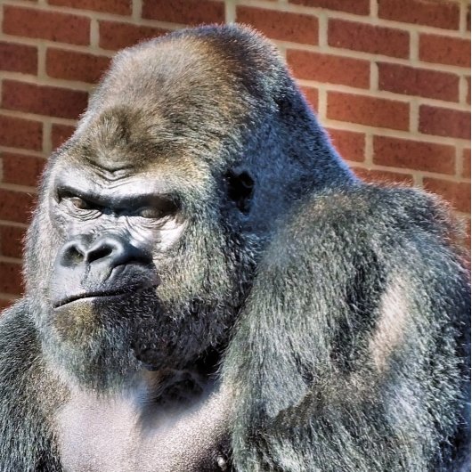 FUNNY GORILLA BRIEFKAART