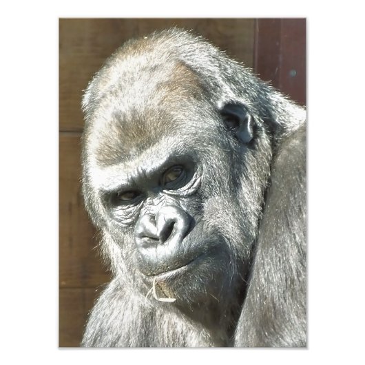 FUNNY GORILLA FOTO AFDRUK (Voorkant)