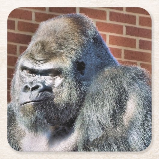 FUNNY GORILLA KARTONNEN ONDERZETTERS (Voorkant)