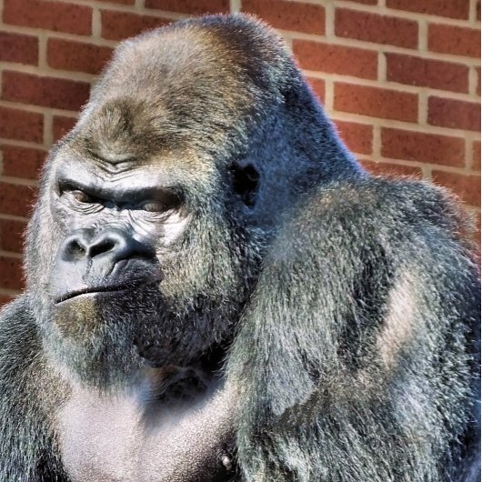 FUNNY GORILLA LEGPUZZEL