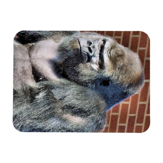 FUNNY GORILLA MAGNEET (Horizontaal)