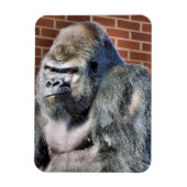 FUNNY GORILLA MAGNEET (Verticaal)