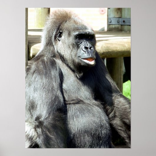 FUNNY GORILLA POSTER (Voorkant)