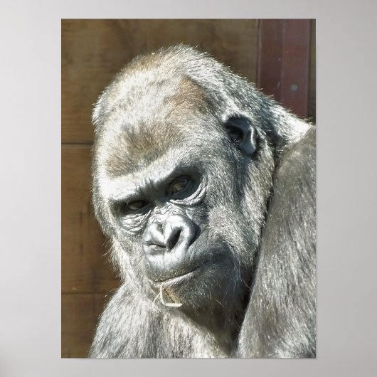 FUNNY GORILLA POSTER (Voorkant)