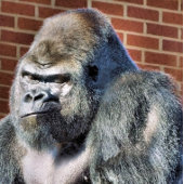 FUNNY GORILLA RONDE BUTTON 5,7 CM