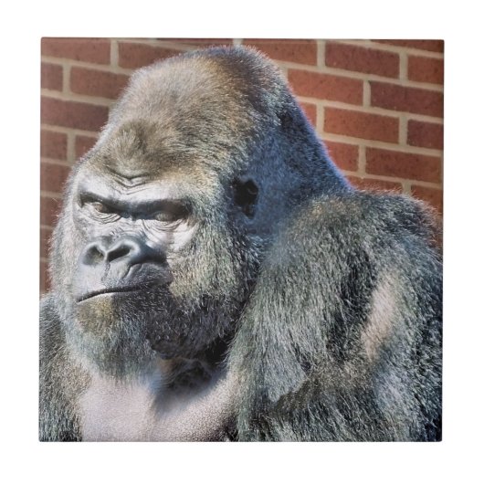 FUNNY GORILLA TEGELTJE (Voorkant)