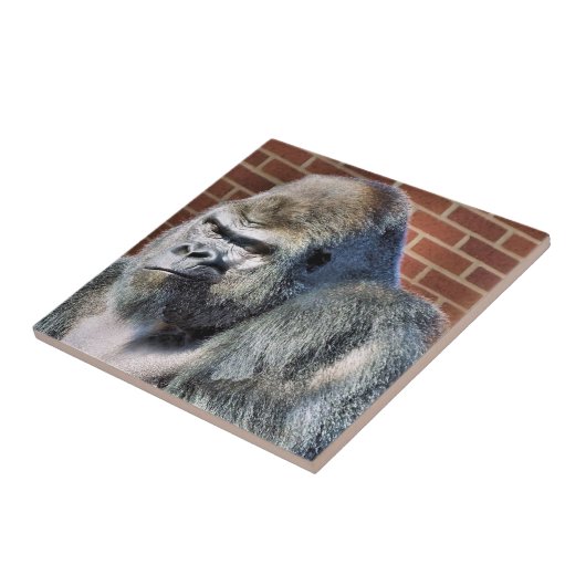 FUNNY GORILLA TEGELTJE (Zijkant)