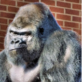 FUNNY GORILLA VISITEKAARTJE