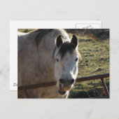 Funny Gray Mare Briefkaart (Voorkant / Achterkant)