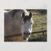 Funny Gray Mare Briefkaart (Voorkant)