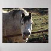 Funny Gray Mare Poster (Voorkant)