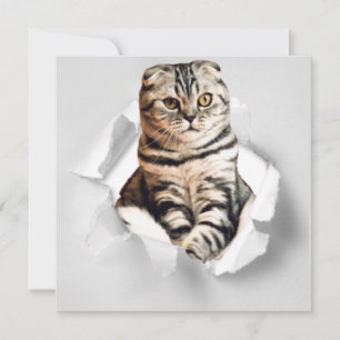 Funny Grey Cat Popping door Torn Paper Illusion
