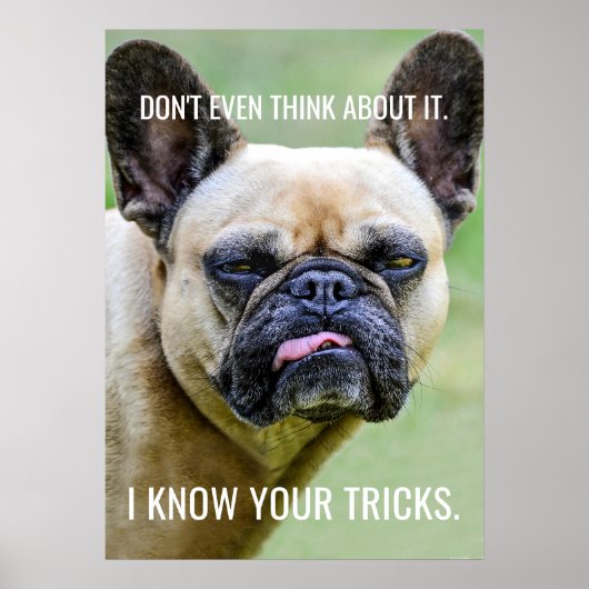 Funny Grumpy French Bulldog Ik ken je trucjes Poster (Voorkant)