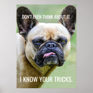 Funny Grumpy French Bulldog Ik ken je trucjes Poster