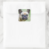 Funny Grumpy French Bulldog Ik ken je trucjes Vierkante Sticker (Tas)
