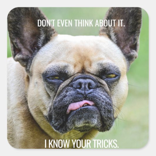 Funny Grumpy French Bulldog Ik ken je trucjes Vierkante Sticker (Voorkant)