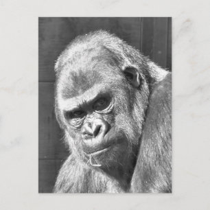 FUNNY GRUMPY GORILLA BRIEFKAART