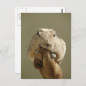 Funny Gundi Briefkaart (Voorkant / Achterkant)