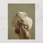 Funny Gundi Briefkaart (Voorkant)