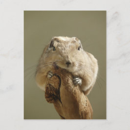 Funny Gundi Briefkaart