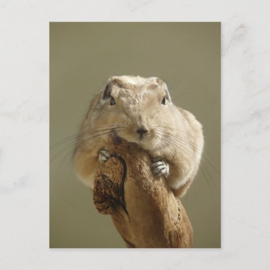 Funny Gundi Briefkaart (Voorkant)