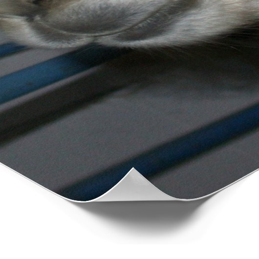 Funny Hairdo op Llama Poster (Hoek)