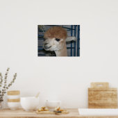 Funny Hairdo op Llama Poster (Keuken)