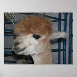 Funny Hairdo op Llama Poster