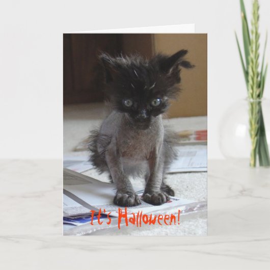 Funny Halloween Zombie Kat Card Kaart (Voorkant)