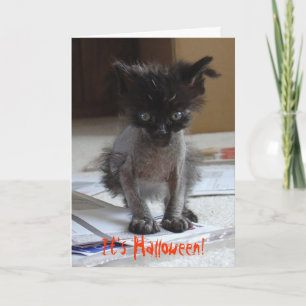 Funny Halloween Zombie Kat Card Kaart