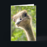 Funny Happy Birthday Card l Ostrich Photography Kaart<br><div class="desc">Je beste vriend is hier om je een "Happy Birthday" te wensen! Volledig aanpasbaar. Originele foto van riverme* ©2012/04/23.</div>