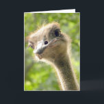 Funny Happy Birthday Card l Ostrich Photography Kaart<br><div class="desc">Je beste vriend is hier om je een "Happy Birthday" te wensen! Volledig aanpasbaar. Originele foto van riverme* ©2012/04/23.</div>