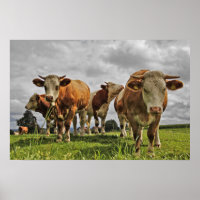 Funny Herd van Koeien in de puinhoop